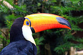 Toco Toucan (Ramphastos toco) captive, Germany