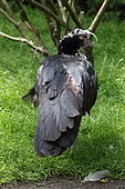 Horned Screamer (Anhima cornuta) captive, Germany