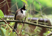 Red-whiskered Bulbul (Pycnonotus jocosus) captive, Germany