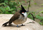 Red-whiskered Bulbul (Pycnonotus jocosus) captive, Germany