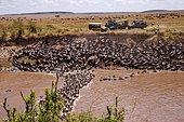 Wildebeest group crossing the Mara river, Masai Mara National Reserve, National Park, Kenya, East Africa, Africa