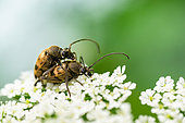 Flower Longhorn (Pachytodes cerambyciformis) mating on umbelliferous/apiaceous flowers, Bouxières aux dames, Lorraine, France