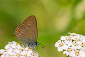 Ilex hairstreak (Satyrium ilicis) on Yarrow (Achillea millefolium), limestone lawn, Lorraine, France