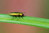 Jewell beetle (Anthaxia nitidula) on leaf, Bouxières aux dames, Lorraine, France