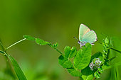 Green Hairstreak (Callophrys rubi) on leaf, Lorry-Mardigny, Lorraine, France