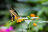 Western emperor swallowtail (Papilio menestheus) on flerus, Papilionidae native to West and Central Africa whose host plants are Citrus, Tropical butterfly farm in Hunawihr, Alsace, France