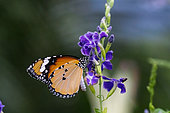 Little monarch (Danaus chrysippus) on flowers, Danainae native to Africa, tropical Asia and southern Europe, whose host plants are Asclepias, Ferme aux papillons tropicaux in Hunawihr, Alsace, France