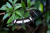 Torquatus swallowtail (Papilio torquatus) on leaf, Papilionidae from South America to North America, Tropical butterfly farm in Hunawihr, Alsace, France