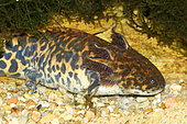 Anderson's Salamander (Ambystoma andersoni) in captivity, Germany