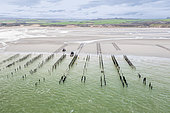 Mussel farmers at work in the Tardinghen mussel beds in spring, Pas de Calais, Côte d'Opale, France