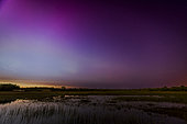 Aurora Borealis over a marsh, spring, Côte d'Opale, Pas de Calais, France