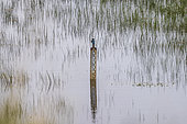 Kingfisher (Alcedo atthis) posed on a water level gauge, spring, Pas de Calais, France