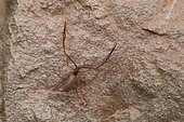 Pseudoscorpion (Neobisium sp spelaeum) in situ, Bukovje, Slovenia