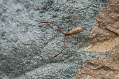 Pseudoscorpion (Neobisium sp spelaeum) in situ, Bukovje, Slovenia