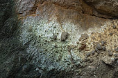Pseudoscorpion (Neobisium sp spelaeum) in situ, Bukovje, Slovenia