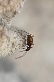 Cave Round fungus beetle (Astagobius angustatus) in situ, Bukovje, Slovenia