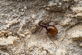Cave Round fungus beetle (Astagobius angustatus) in situ, Bukovje, Slovenia