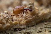 Cave Round fungus beetle (Leptodirus hochenwartii) in situ, Bukovje, Slovenia