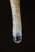 Stalactite, Cerknica, Slovenia