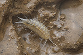 Cave woodlouse (Titanethes albus), Cerknica, Slovenia