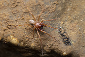 Cave spider (Stalita taenaria), Cerknica, Slovenia