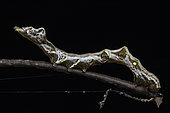 Caterpillar (Erebidae sp) in situ, Poring, Sabah, Borneo, Malaysia