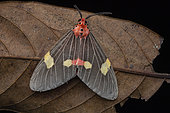 Moth, Tinoliodes dehanna, Kinabalu np, Sabah, Borneo, Malaysia