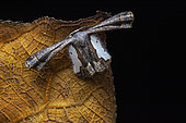 Scoopwing Moth (Phazaca monticesena), Kinabalu NP, Sabah, Borneo, Malaysia
