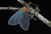 Neochera (Neochera marmorea), Kinabalu NP, Sabah, Borneo, Malaysia