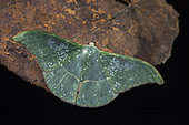 Tanaorhinus (Tanaorhinus-viridiluteata), Kinabalu NP, Sabah, Borneo, Malaysia