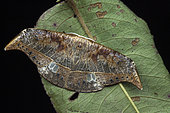 Canucha (Canucha specularis); Kinabalu NP, Sabah, Borneo, Malaysia