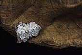 Acri (Acria sp), Kinabalu NP, Sabah, Borneo, Malaysia