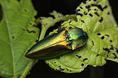 Click Beetle (Campsosternus cyaniventris) in situ, Kinabalu NP, Sabah, Borneo, Malaysia