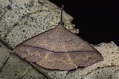 Hypeninae moth (Hypeninae sp), Kinabalu NP, Sabah, Borneo, Malaysia