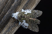 Syntypistis (Syntypistis comatus), Kinabalu NP, Sabah, Borneo, Malaysia