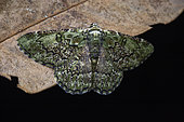 Geometer (Geometridae sp), Kinabalu NP, Sabah, Borneo, Malaysia