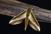 Yam hawk moth (Theretra-nessus), Kinabalu NP, Sabah, Borneo, Malaysia