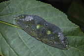 Geometer moth (Omiza lycoraria) in situ, Kinabalu, NP, Sabah, Bornéo, Malaysia