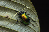 Leaf beetle (Aplosonyx albicornis) in situ, Kinabalu NP Sabah, Borneo, Malaysia