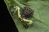 Bird-dropping Crab Spider (Phrynarachne katoi), Poring, Sabah, Borneo, Malaisie