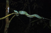 Vipère du temple (Tropidolaemus subannulatus) femelle, Poring, Sabah, Malaisie