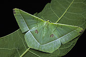 Geometrid Moth (Ornithospila esmeralda), Frasers hill, Malaysia