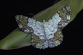 Geometer moth (Pingasa ruginaria), Frasers hill, Malaysia