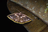 Geometer moth (Chrysocraspeda abhadraca), Frasers hill, Malaysia