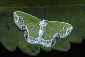 Geometer moth (Comibaena sp), Frasers hill, Malaysia