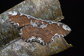 Geometer moth (Geometridae sp), Frasers hill, Malaysia