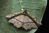 Tamba moth (Tamba lala), Frasers hill, Malaysia