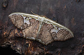 Geometer moth (Zythos sp - turbata or avellanea), Frasers hill, Malaysia