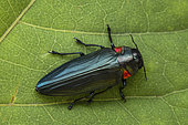 Jewel Beetle (Belionota prasina), Sosok, West Kalimantan, Borneo, Indonesia