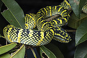 Vipère du Temple (Tropidolaemus wagleri) femelle, Penang, Malaisie